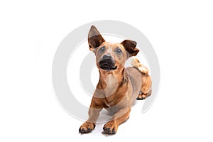 Young and small brown dog isolated on a white background