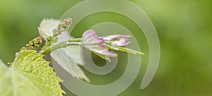 Young small bunch of grapes and young grape leaves on vine trunk