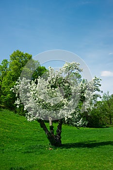 Young, Small Cerry Tree in Full White Bloom