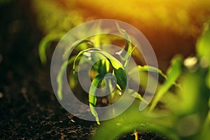 Young small corn plant seedlings in soil