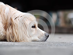 Young small cute lovely dirty crossbreed dog on the floor