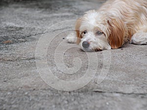 Young small cute lovely dirty crossbreed dog on the floor