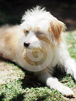 Young small cute lovely dirty crossbreed dog white pastel beige colour resting playing outdoor