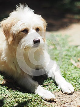 Young small cute lovely dirty crossbreed dog white pastel beige colour resting playing outdoor