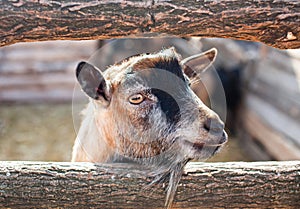 Young, small goatling peeping from behind a wooden fence in the