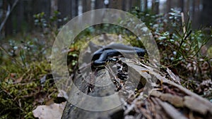 A black grass snake lies on a dry trunk of a fallen tree, among green grass, moss and branches.