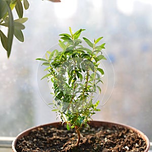 Young small green myrtle with leaves, growing in sunlight in pot close up. Evergreen plant, used for decoration