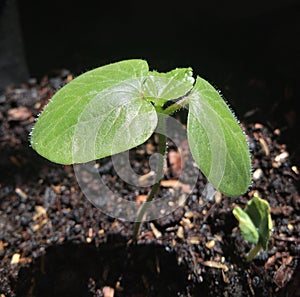 Young small green plant or the Sapling are growing from the soil with sunlight. Green world and earth day concept