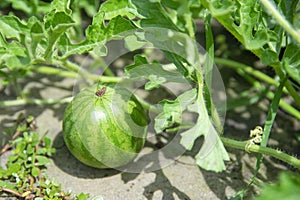 Young small growing watermelon in the garden in fine clear weather close-up. Watermelon in the farm on field