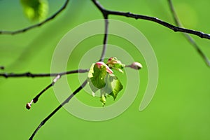 Young small linden leaves in an early spring