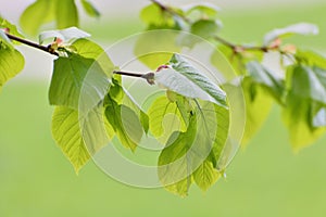 Young small linden leaves in an early spring