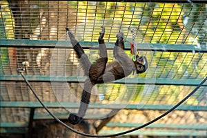 Young small monkey playing with toys