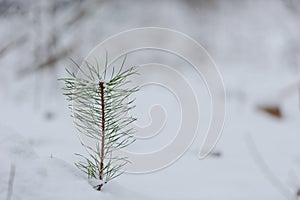 Young and small pine tree in moor in Bavaria in winter with snow-covered landscape and trees