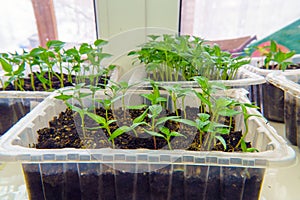 Young small seedlings in special pots on the windowsill