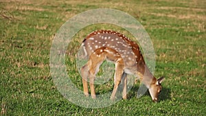 A young small sika deer nibbles the grass.