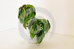 Young small sprawling beautiful bush of a house plant Pilea involucrata Moon Valley in a white plastic pot on a white background