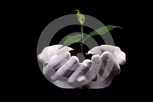 Young small sprout for planting in the ground in the hands, two hands holding for a young green plant, planting tree, love nature