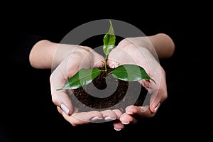 Young small sprout for planting in the ground in the hands, two hands holding for a young green plant, planting tree, love nature