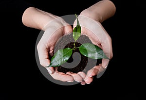 Young small sprout for planting in the ground in the hands, two hands holding for a young green plant, planting tree, love nature