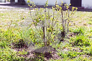 Young small tree with green leaves in the center of the city.