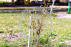 Young small tree with green leaves in the center of the city.