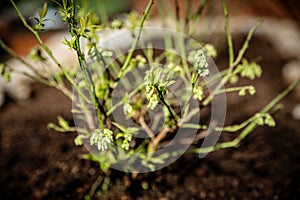 Young and small Vaccinium corymbosum blueberry plant growing up