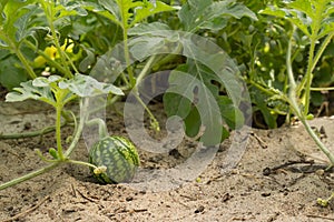 Young small watermelon in the garden in fine clear weather closeup