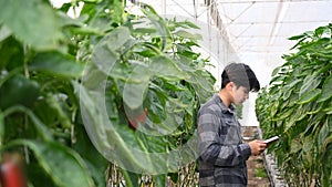 Young smart farmer using digital tablet for checking quality of sweet pepper.