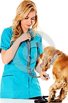 Young smile female veterinarian examinng dog