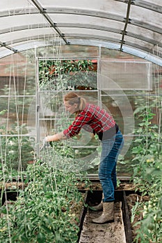 Young smiling agriculture portrait woman worker in greenhouse working, fixation tomatoes in greenhouse. Garden work and