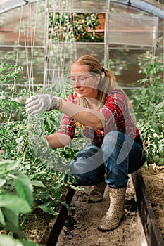 Young smiling agriculture woman worker in greenhouse working, fixation tomatoes in greenhouse. Garden work and spring