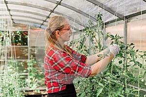 Young smiling agriculture woman worker in greenhouse working, fixation tomatoes in greenhouse. Garden work and spring