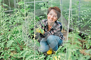 Young smiling agriculture woman worker in greenhouse working, fixation tomatoes in greenhouse. Garden work and spring