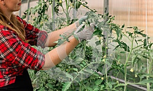 Young smiling agriculture woman worker in greenhouse working, fixation tomatoes in greenhouse. Garden work and spring
