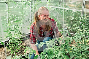 Young smiling agriculture woman worker in greenhouse working, fixation tomatoes in greenhouse. Garden work and spring season