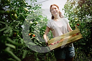Young smiling agriculture woman worker working, harvesting tomatoes in greenhouse.