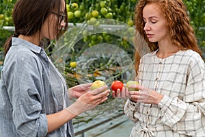 Young smiling agriculture woman worker working, harvesting tomatoes in greenhouse.