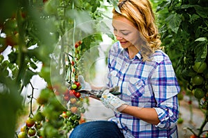 Young smiling agriculture woman worker working, harvesting tomatoes in greenhouse.