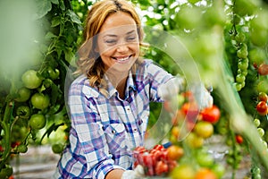 Young smiling agriculture woman worker working, harvesting tomatoes in greenhouse.
