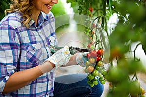 Young smiling agriculture woman worker working, harvesting tomatoes in greenhouse.