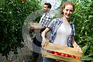 Mladý zemědělství žena pracovník pracovní úroda rajčata v skleník 