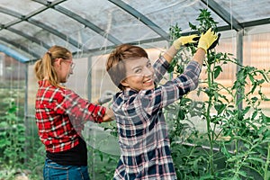 Young smiling agriculture women worker in greenhouse working, fixation tomatoes in greenhouse. Garden work and spring