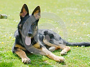 Young smiling german sheperd dog