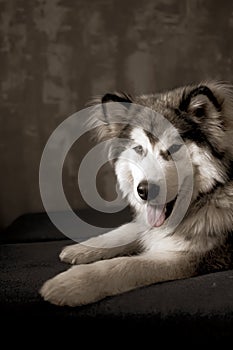 Young smiling Malamute on a sofa