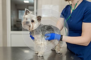 Young smiling professional veterinarian woman exam dog breed yorkshire terrier using stethoscope