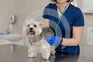 Young smiling professional veterinarian woman exam dog breed yorkshire terrier using stethoscope