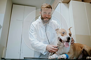 A young smiling vet with a beard, in a white coat, examines the dog