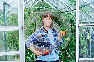 Young smiling woman holding ripe red beef tomato, just picked in green house. Harvest of tomatoes. Urban farming