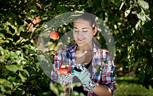 Young smiling woman picking apples at garden