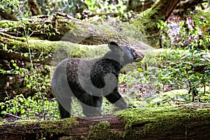 Young Smoky Mountains Bear in Springtime